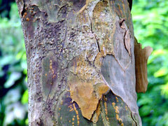 Guaiacwood