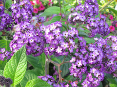 Heliotrope