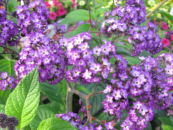 Heliotrope