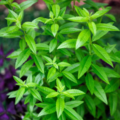 Lemon Verbena