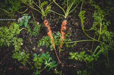 Carrot Seed