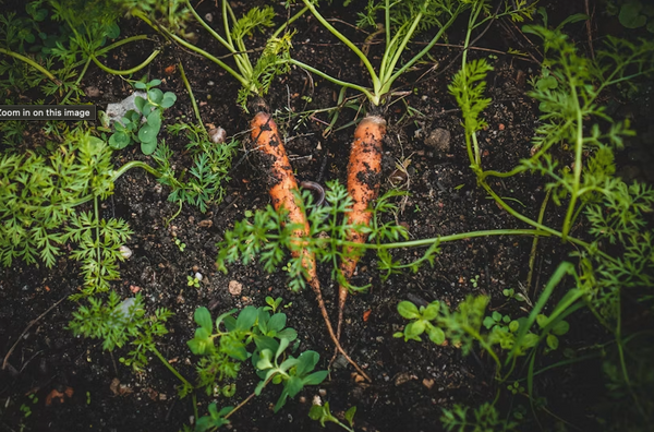 Carrot Seed