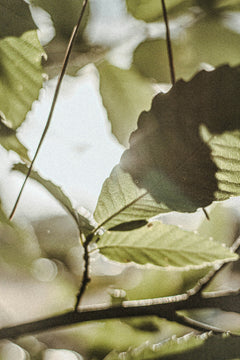 Green Leaves