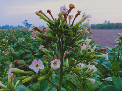 Tobacco Blossom