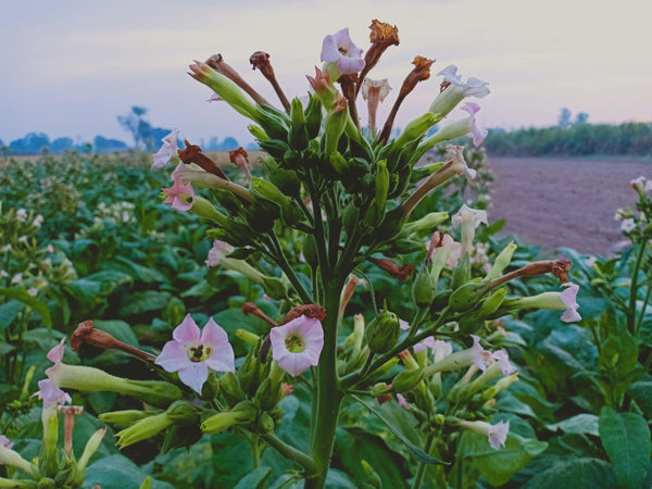 Tobacco Blossom