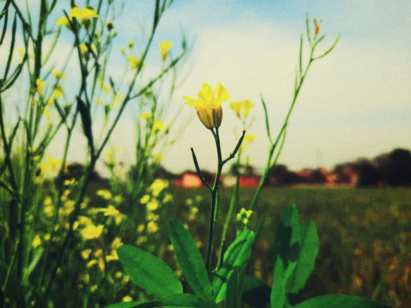 Flower Stems