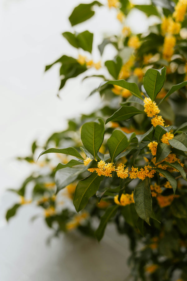 Osmanthus