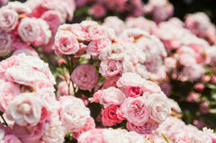 Damask Rose