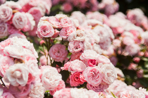 Damask Rose