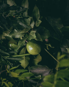 Passionfruit Vines