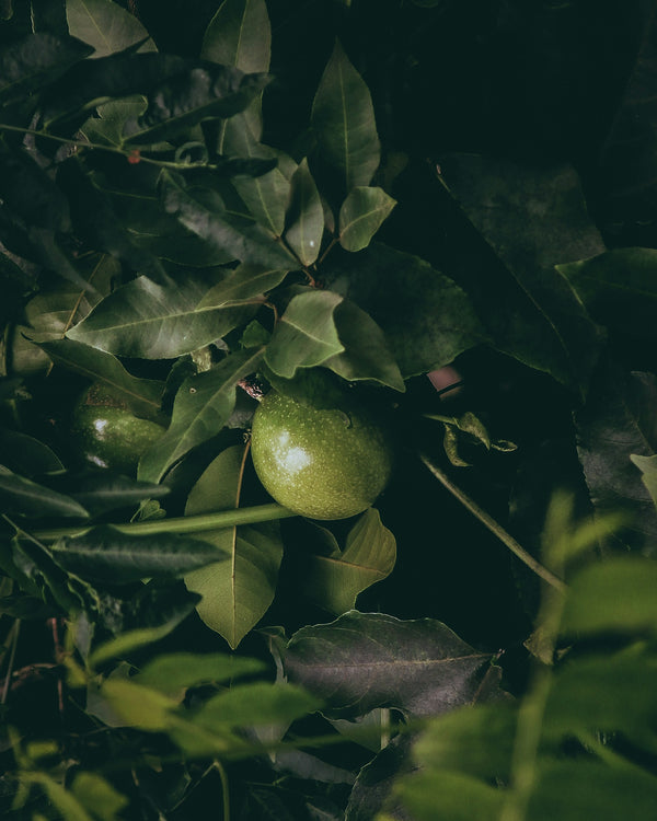 Passionfruit Vines