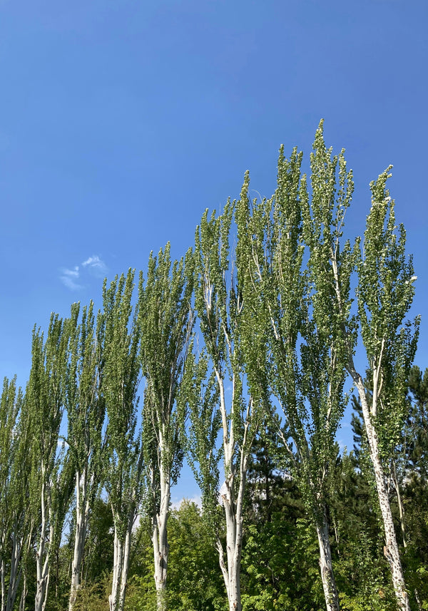 Poplar