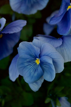 Violet Flower