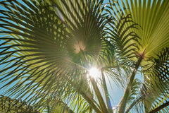 Green Oasis