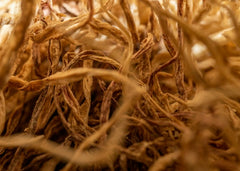 Angelica Root