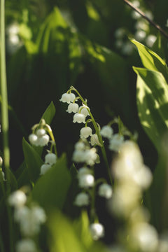 Lily of the Valley