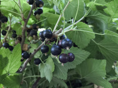 black currant