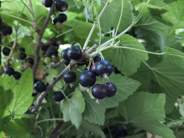 black currant