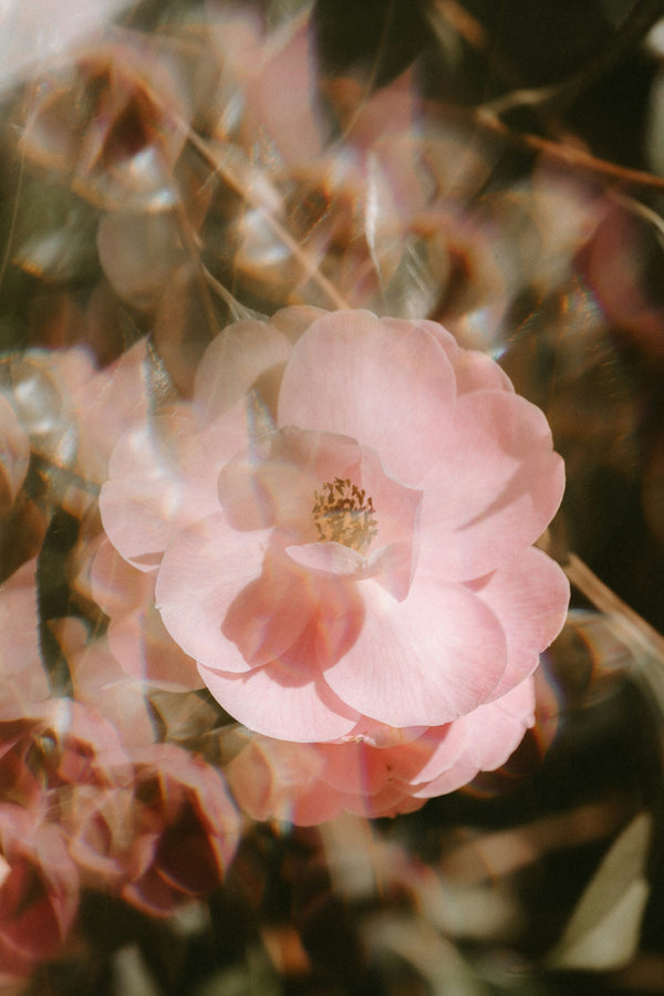 Wild Rose