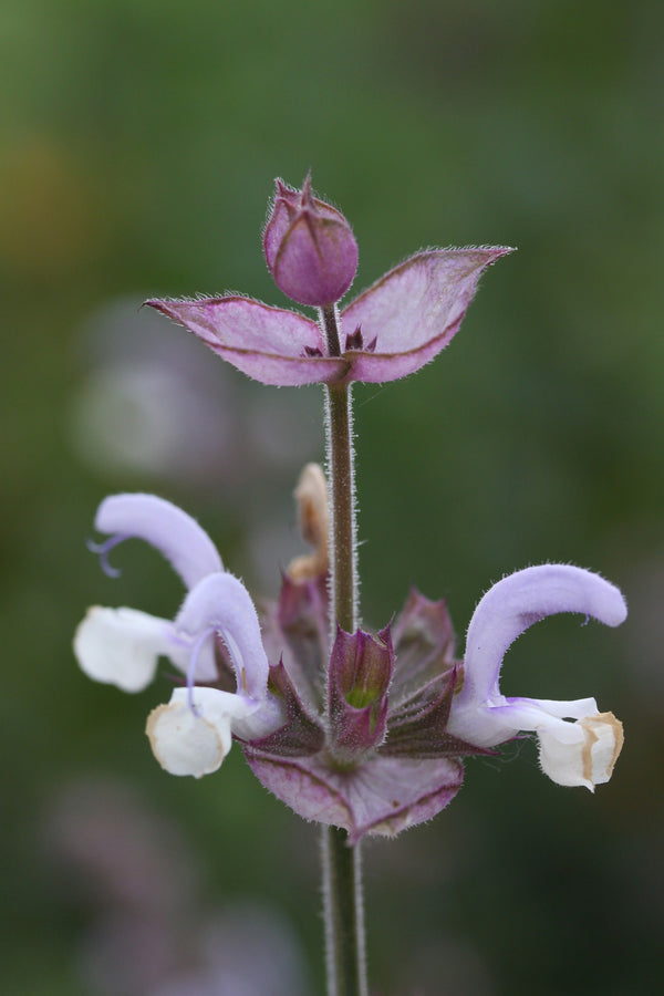 Clary Sage