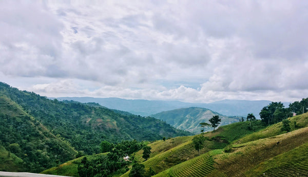 Vetiver Haiti