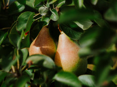 Pear
