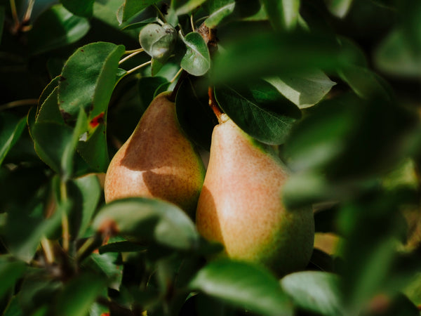Pear
