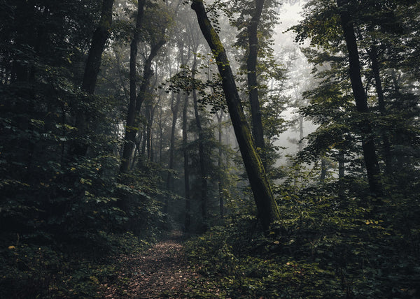 Woods