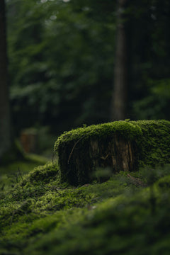 Moss