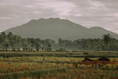 Vetiver Java