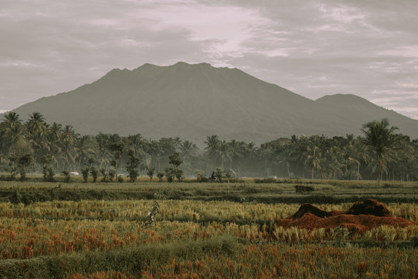 Vetiver Java