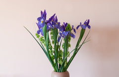 Iris