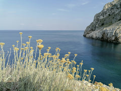 Immortelle
