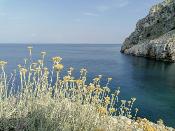 Immortelle