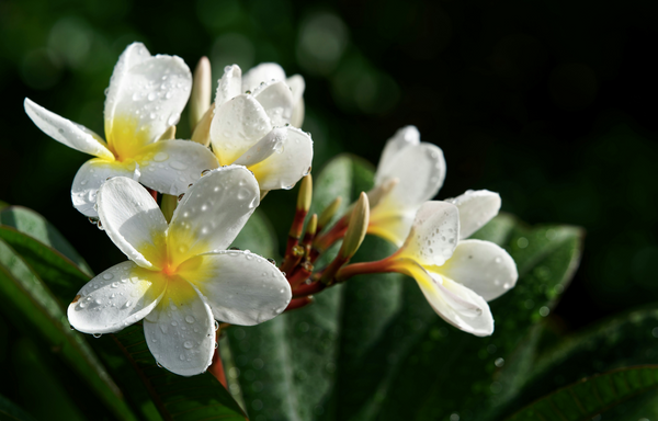 frangipani
