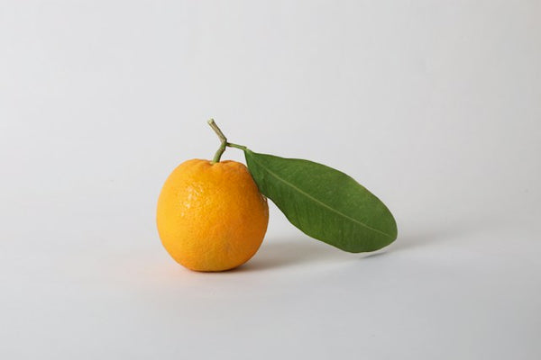 Bitter Orange