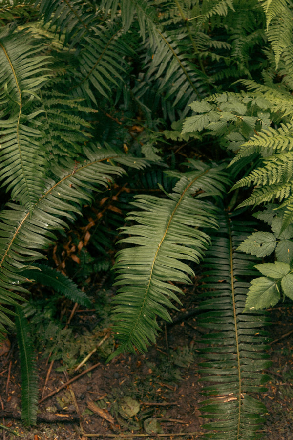 Undergrowth