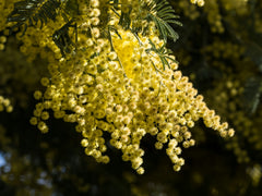 Mimosa