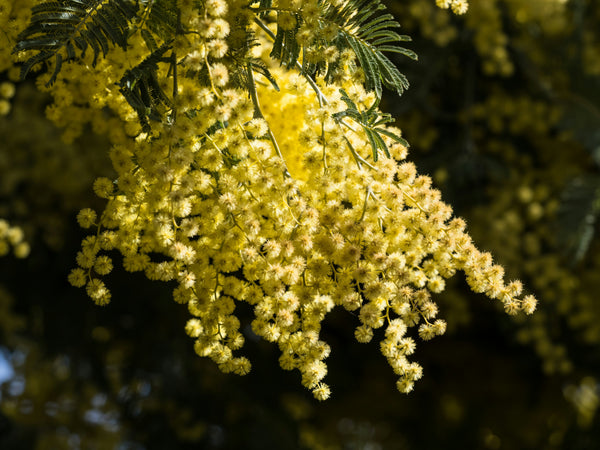 Mimosa