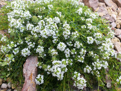 White Thyme