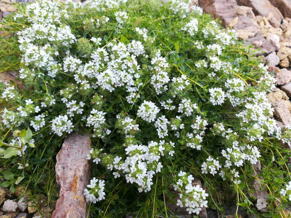 White Thyme
