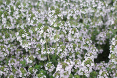 Arctic Thyme