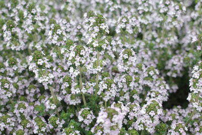 Arctic Thyme