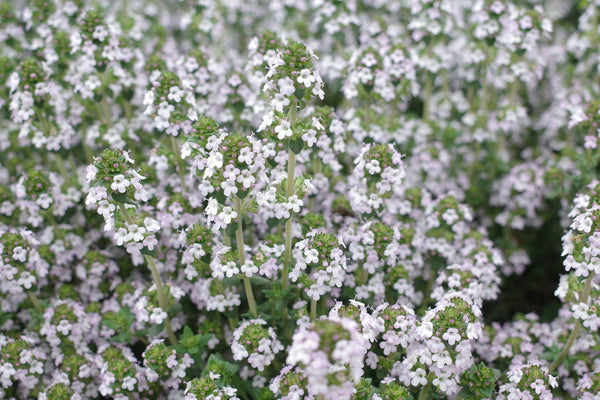 Arctic Thyme