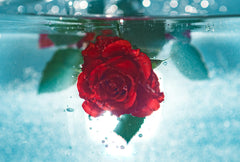 Rose Water