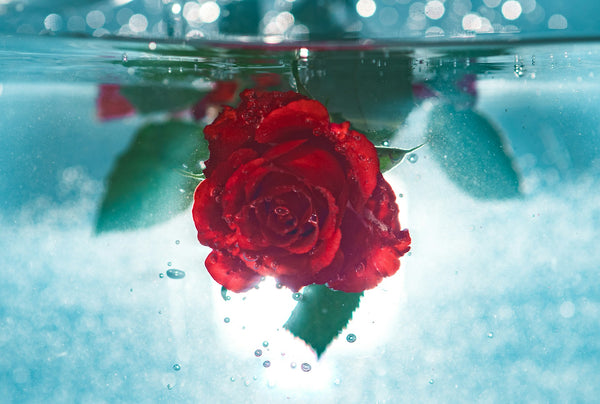 Rose Water
