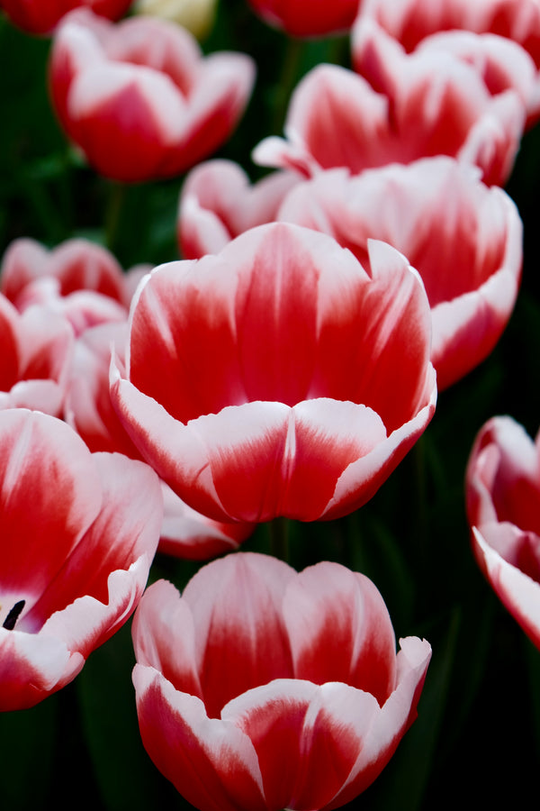 Tulip Flower
