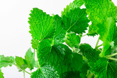 Mint