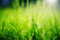 Cut Grass