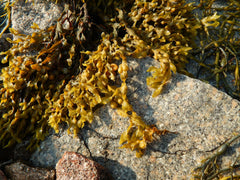 Seaweed